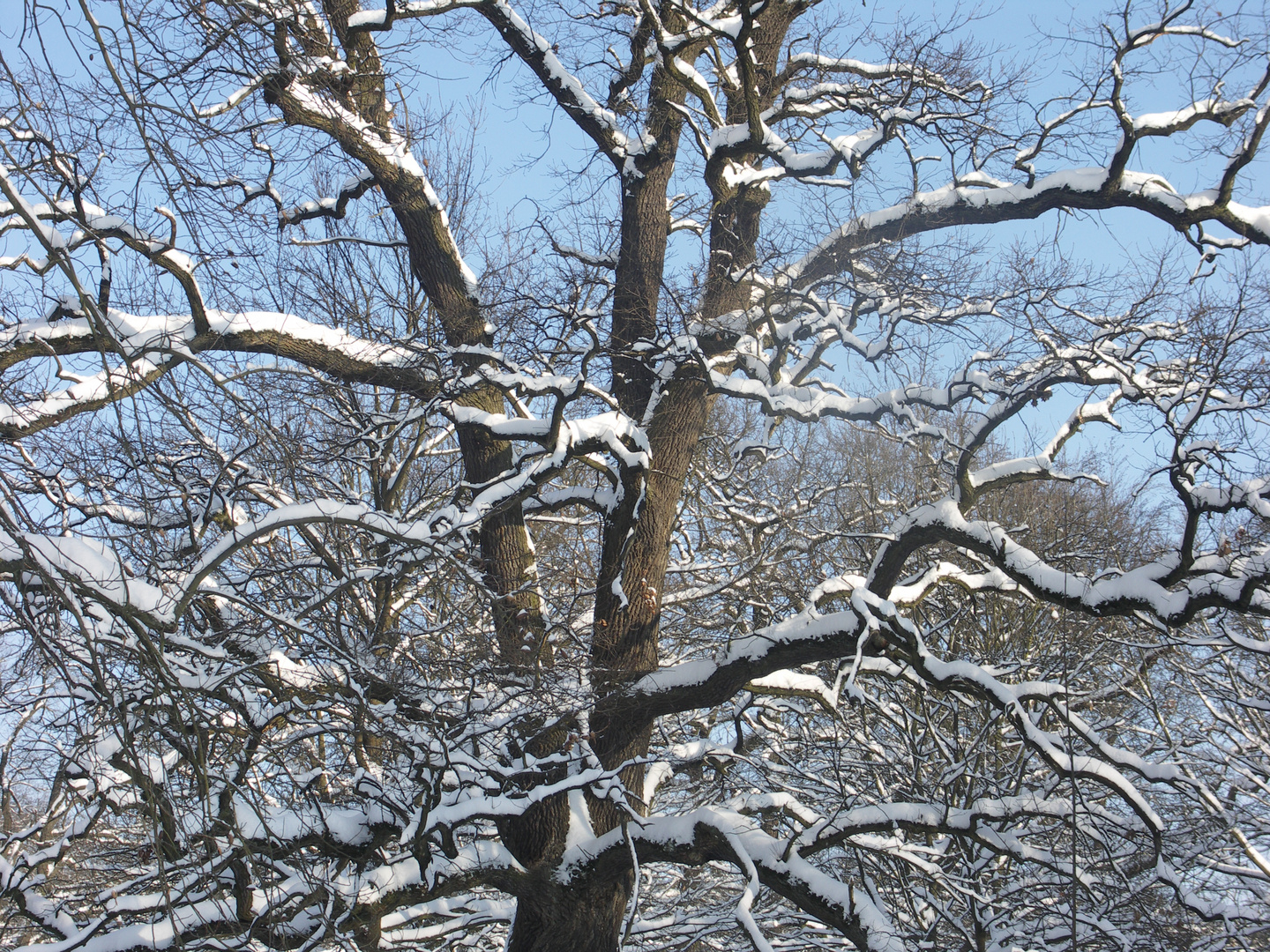 Mein Freund der Baum...