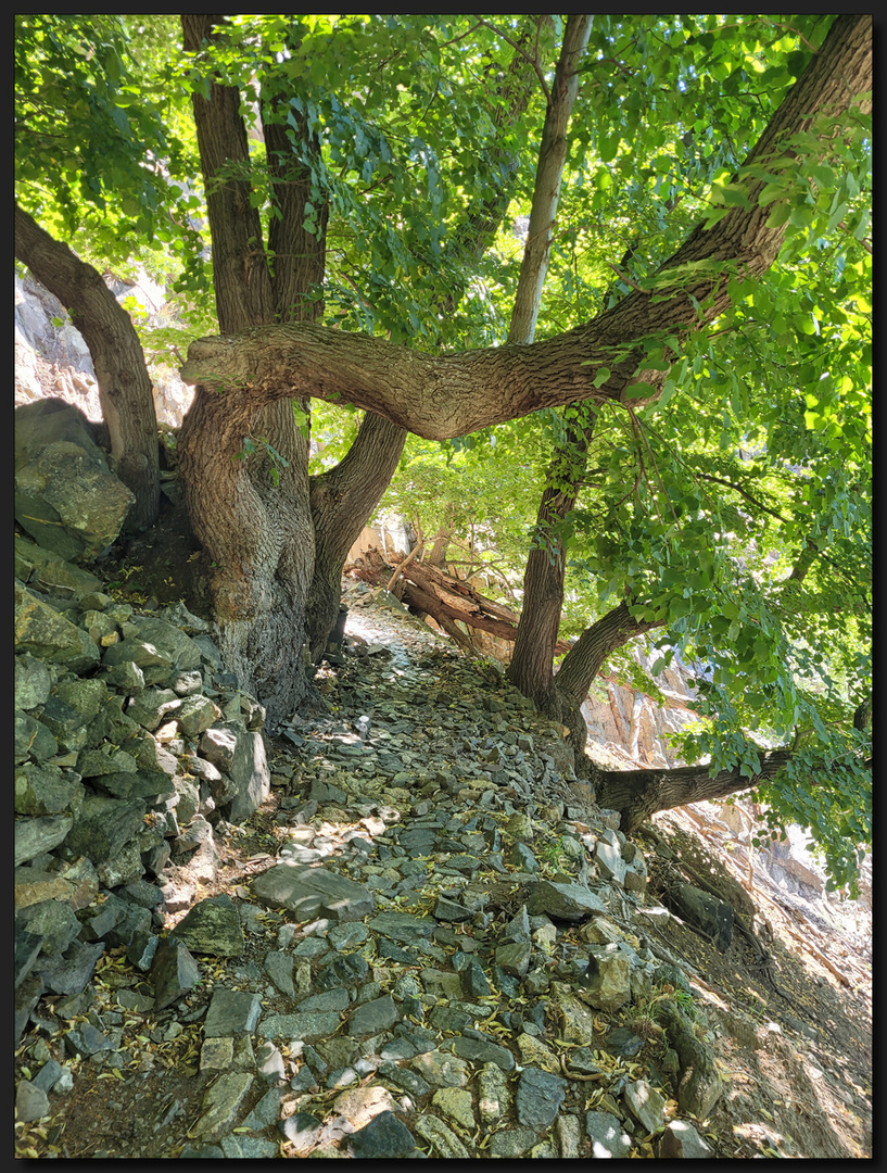 ...Mein Freund, der Baum...