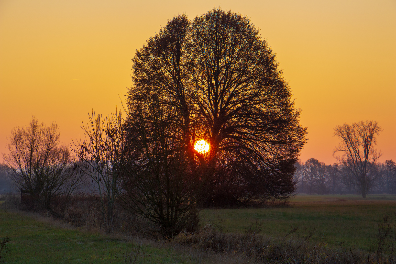 mein Freund der Baum