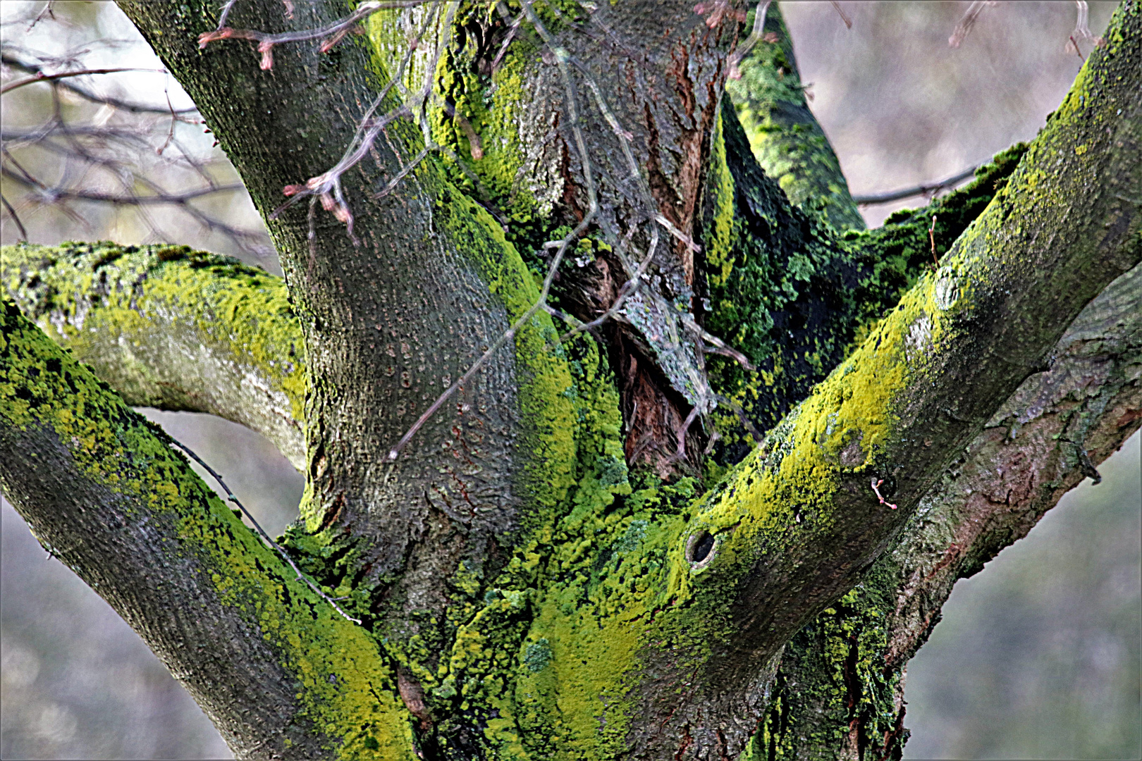 Mein Freund der Baum