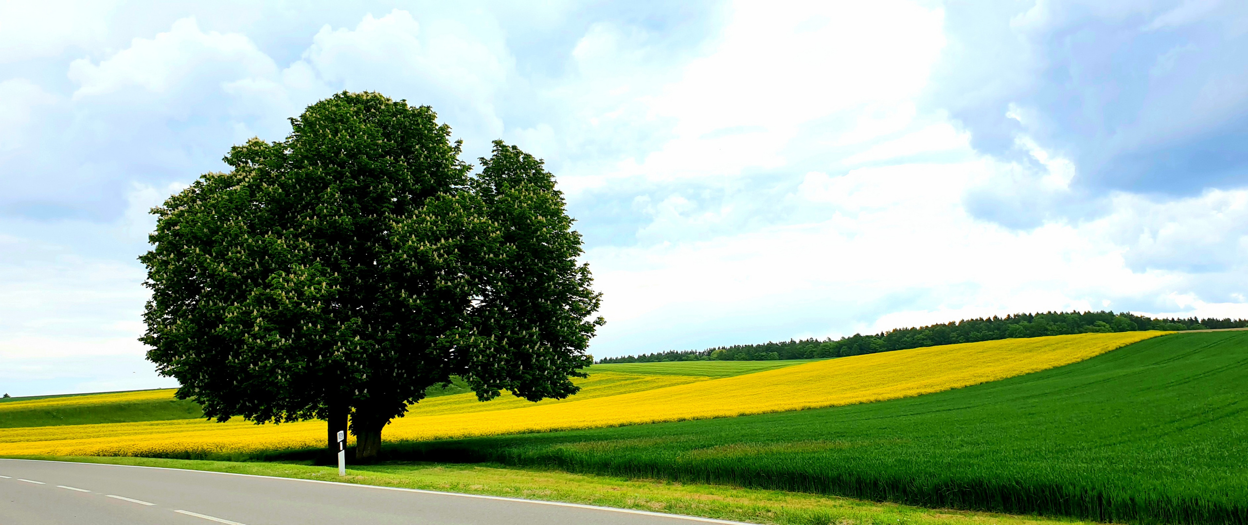 Mein Freund der Baum