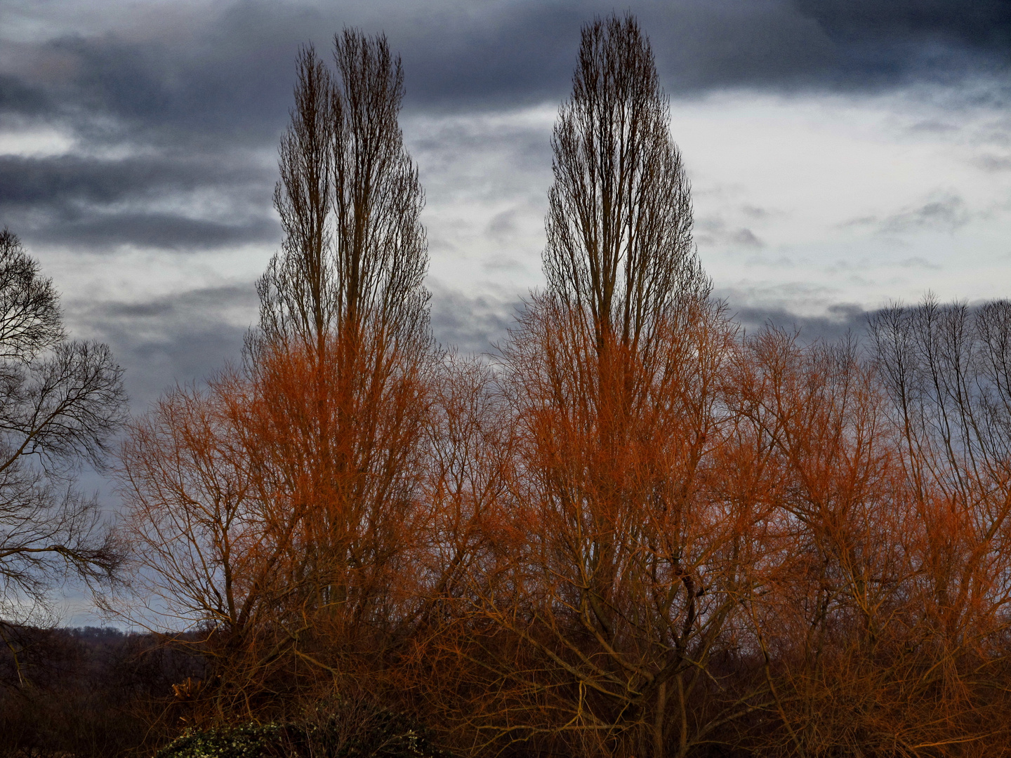 Mein freund der Baum.....