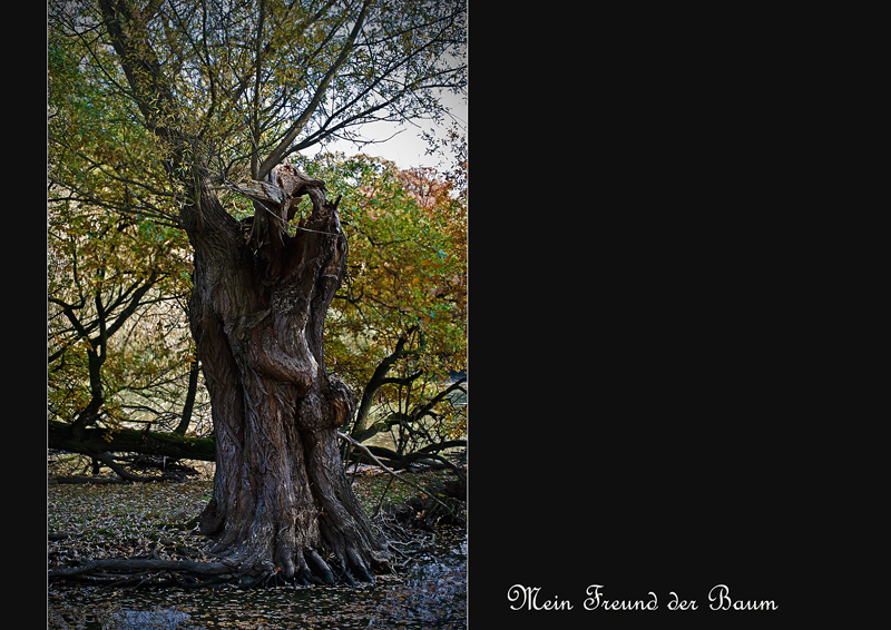 mein Freund der Baum...