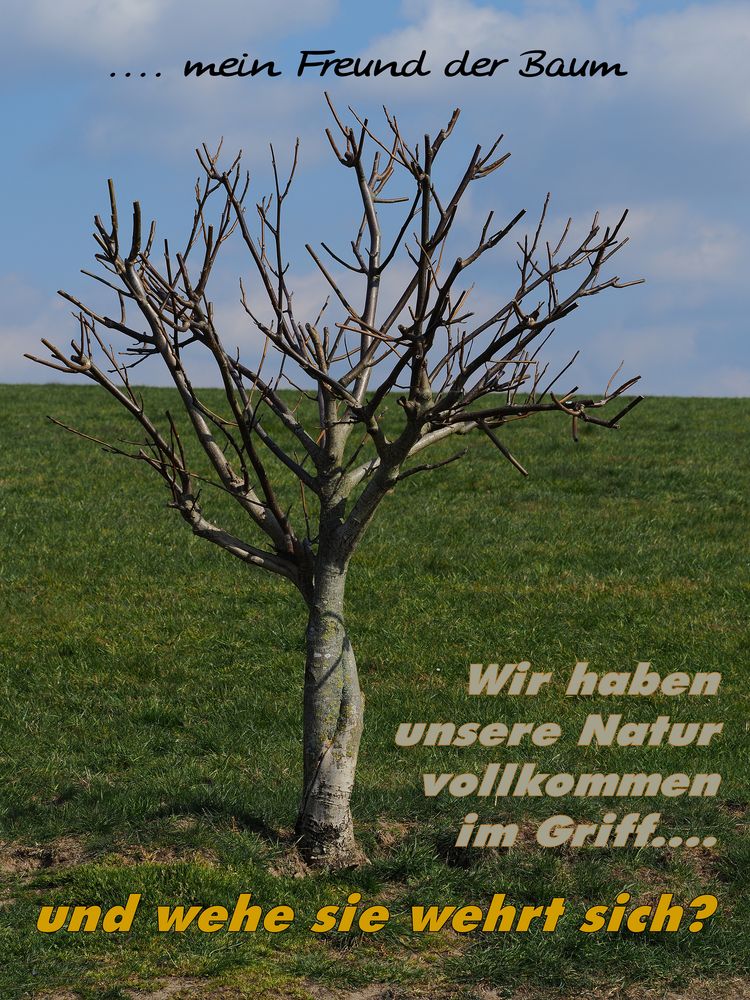 Mein Freund der Baum ....