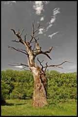 Mein Freund der Baum ...