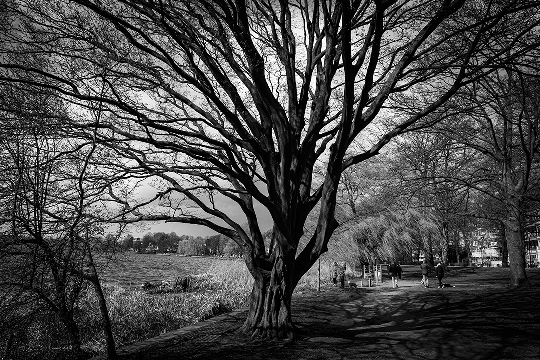 Mein Freund der Baum