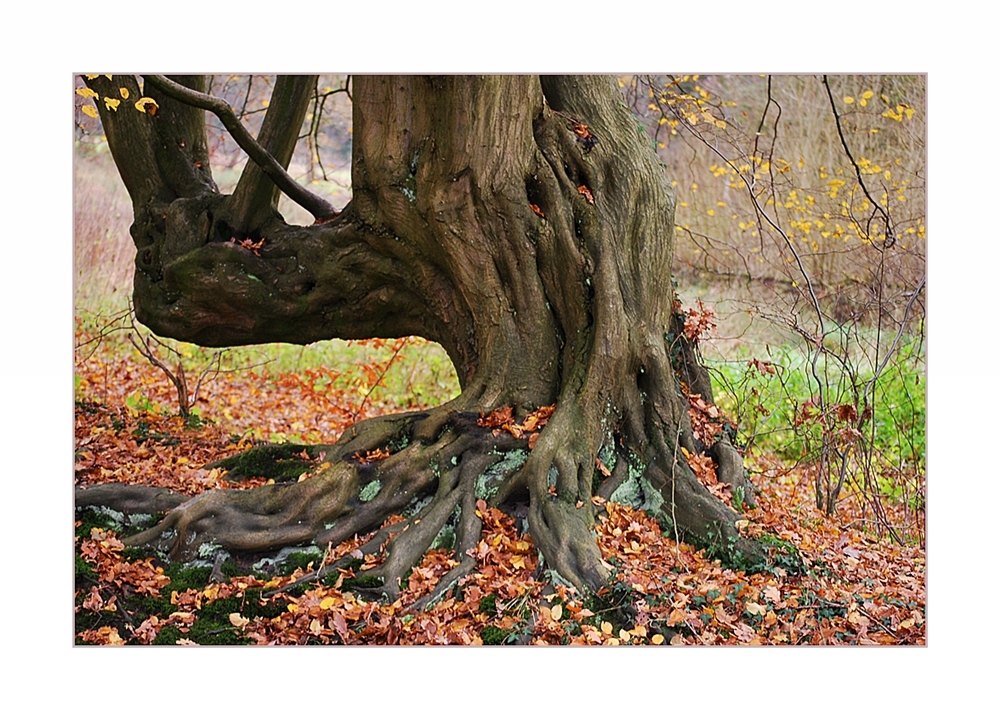 Mein Freund der Baum