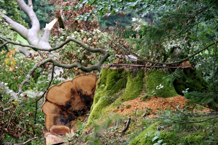 Mein Freund der Baum...