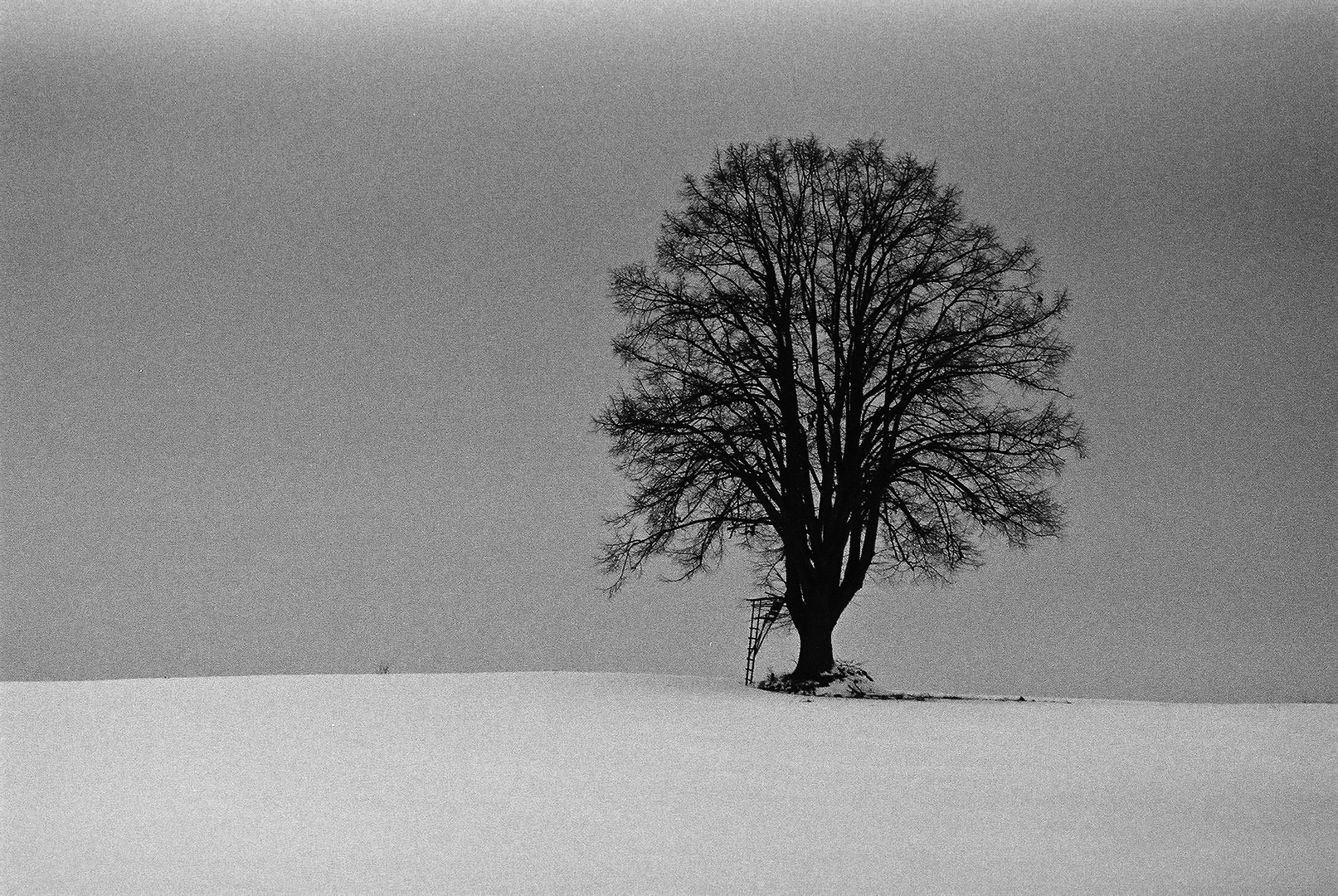 "Mein Freund der Baum"