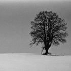 "Mein Freund der Baum"