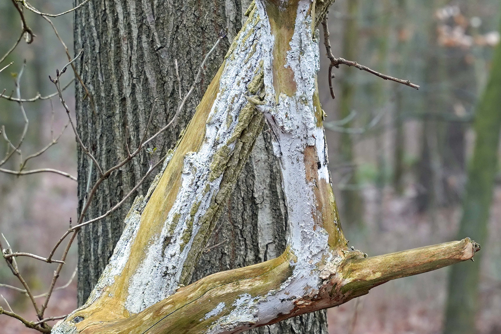 Mein Freund der Baum