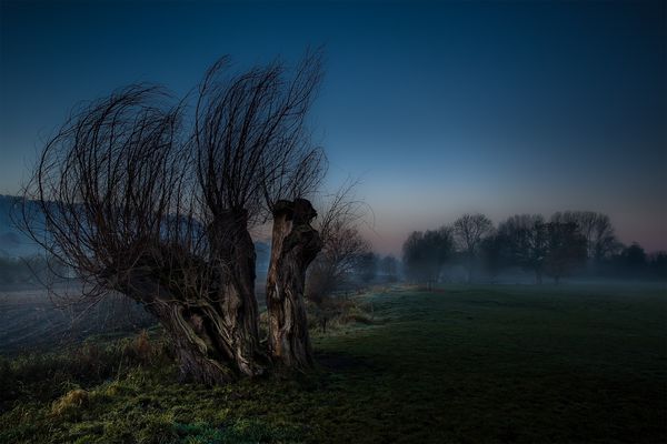 Mein Freund der Baum....