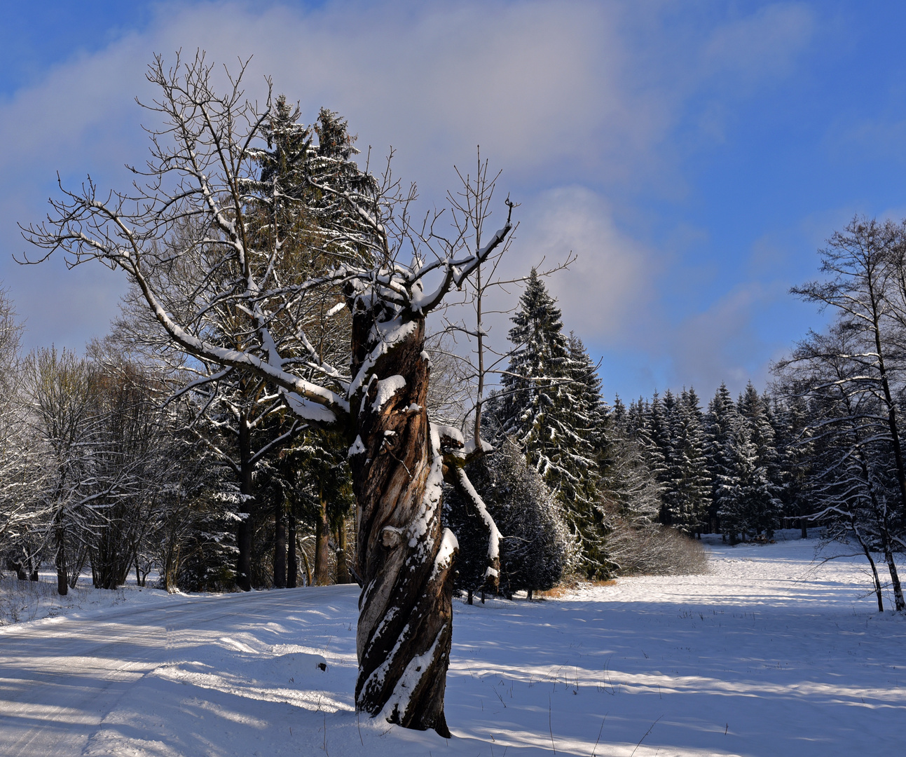 Mein Freund, der Baum......