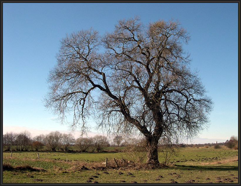 Mein Freund... der Baum