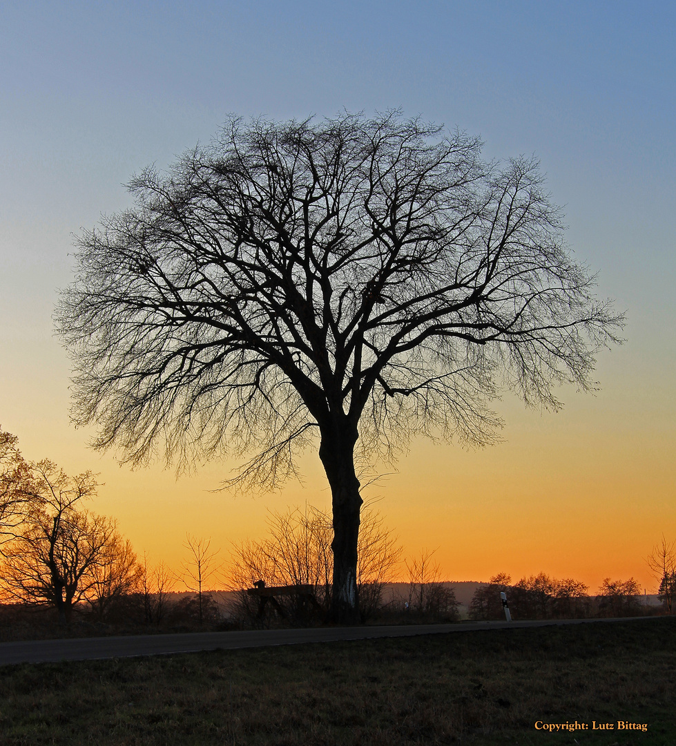 Mein Freund, der Baum