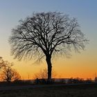 Mein Freund, der Baum