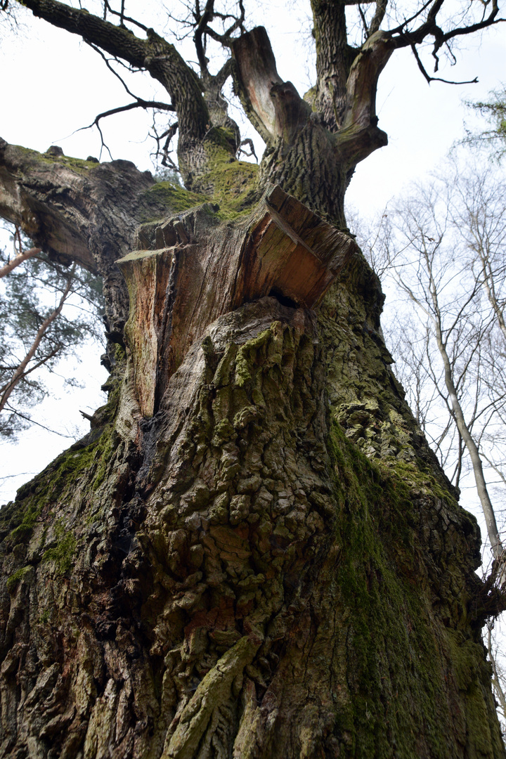 mein Freund, der Baum