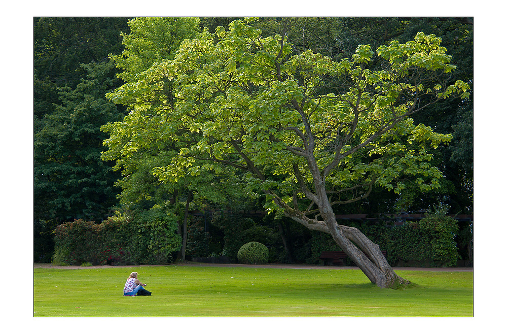 Mein Freund der Baum