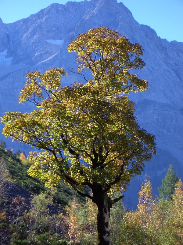 Mein Freund der Baum