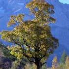 Mein Freund der Baum