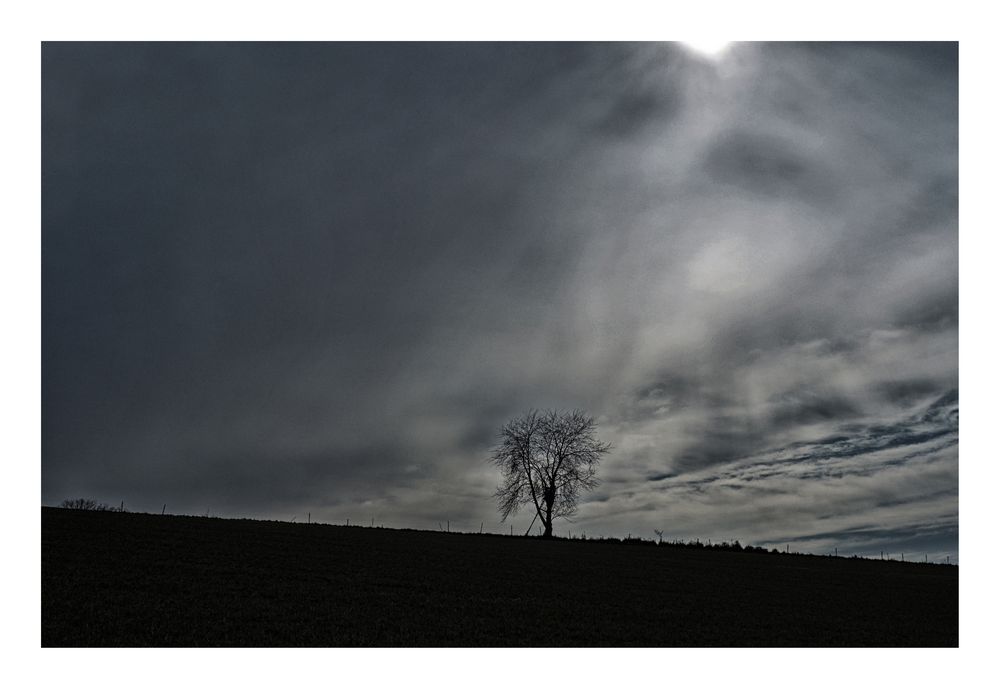 ..mein Freund, der Baum..