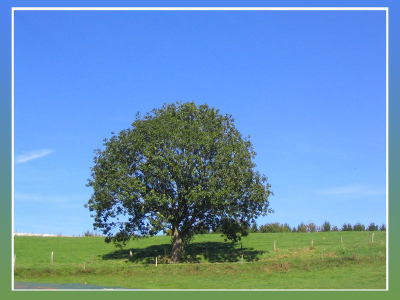 Mein Freund der Baum !