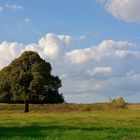 Mein Freund der Baum