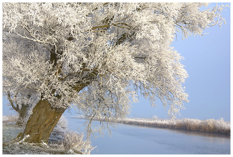 Mein Freund der Baum.................