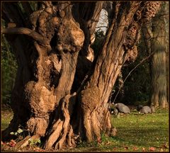 Mein Freund, der Baum....