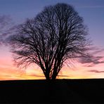 Mein Freund, der Baum....