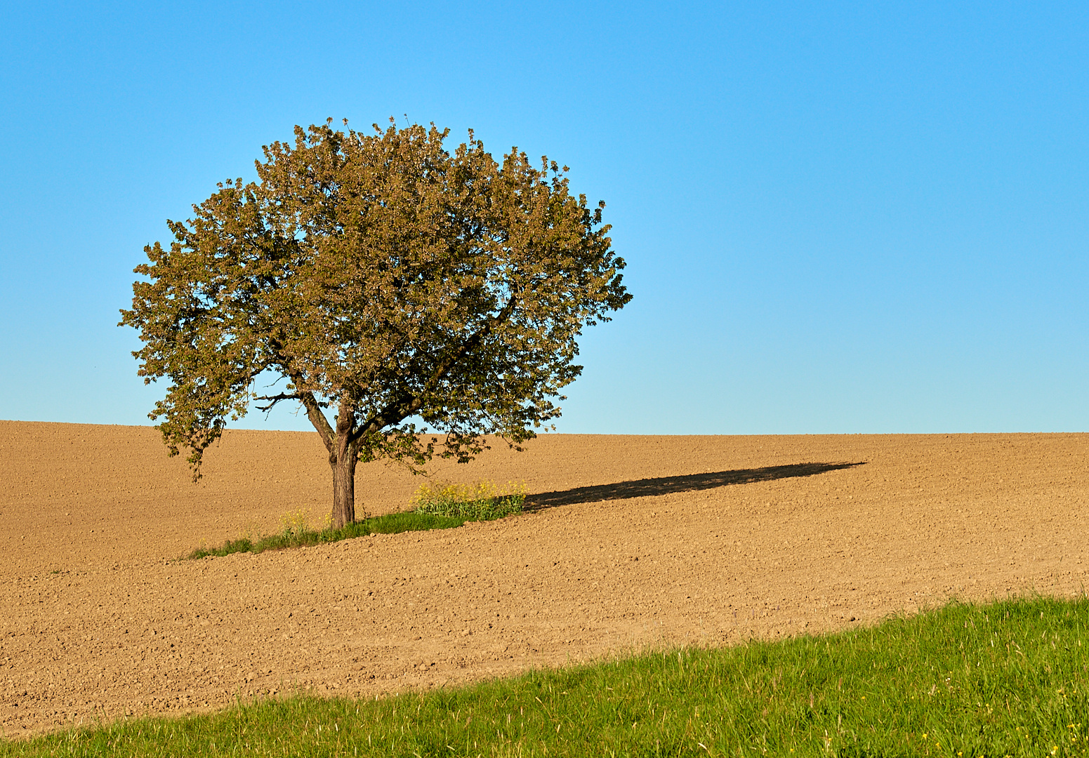 Mein Freund der Baum...