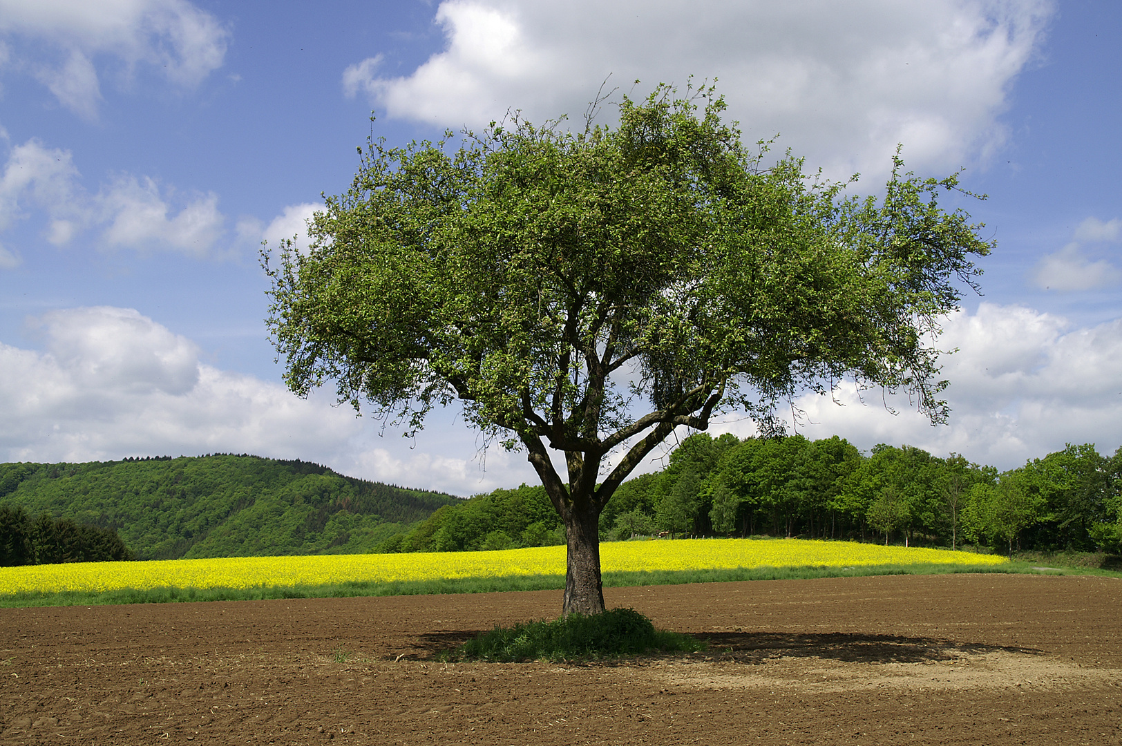 Mein Freund der Baum