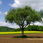 Mein Freund der Baum