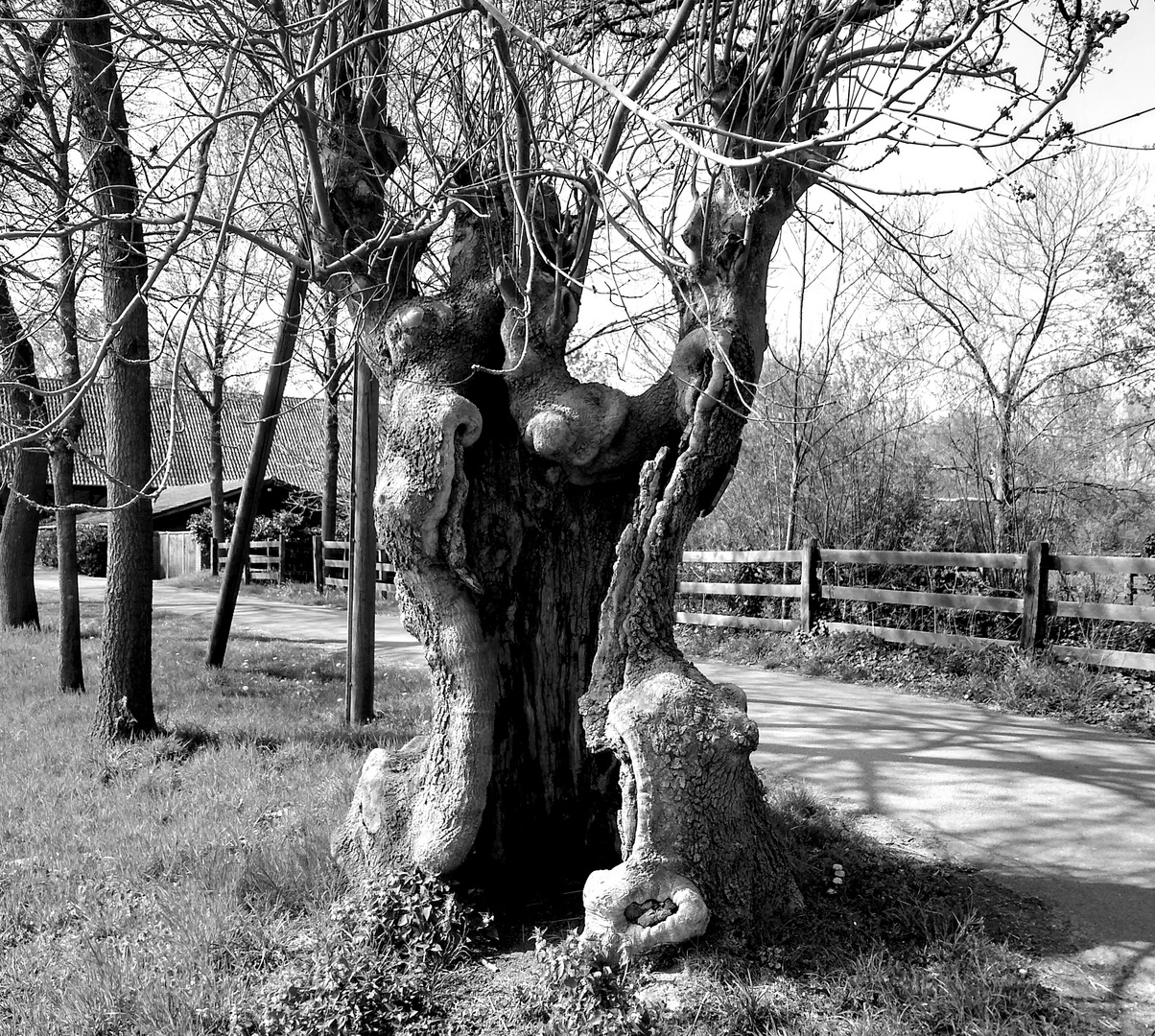 Mein Freund der Baum - Alexandra