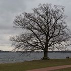 mein Freund der Baum Anfang März