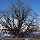 Mein Freund der Baum