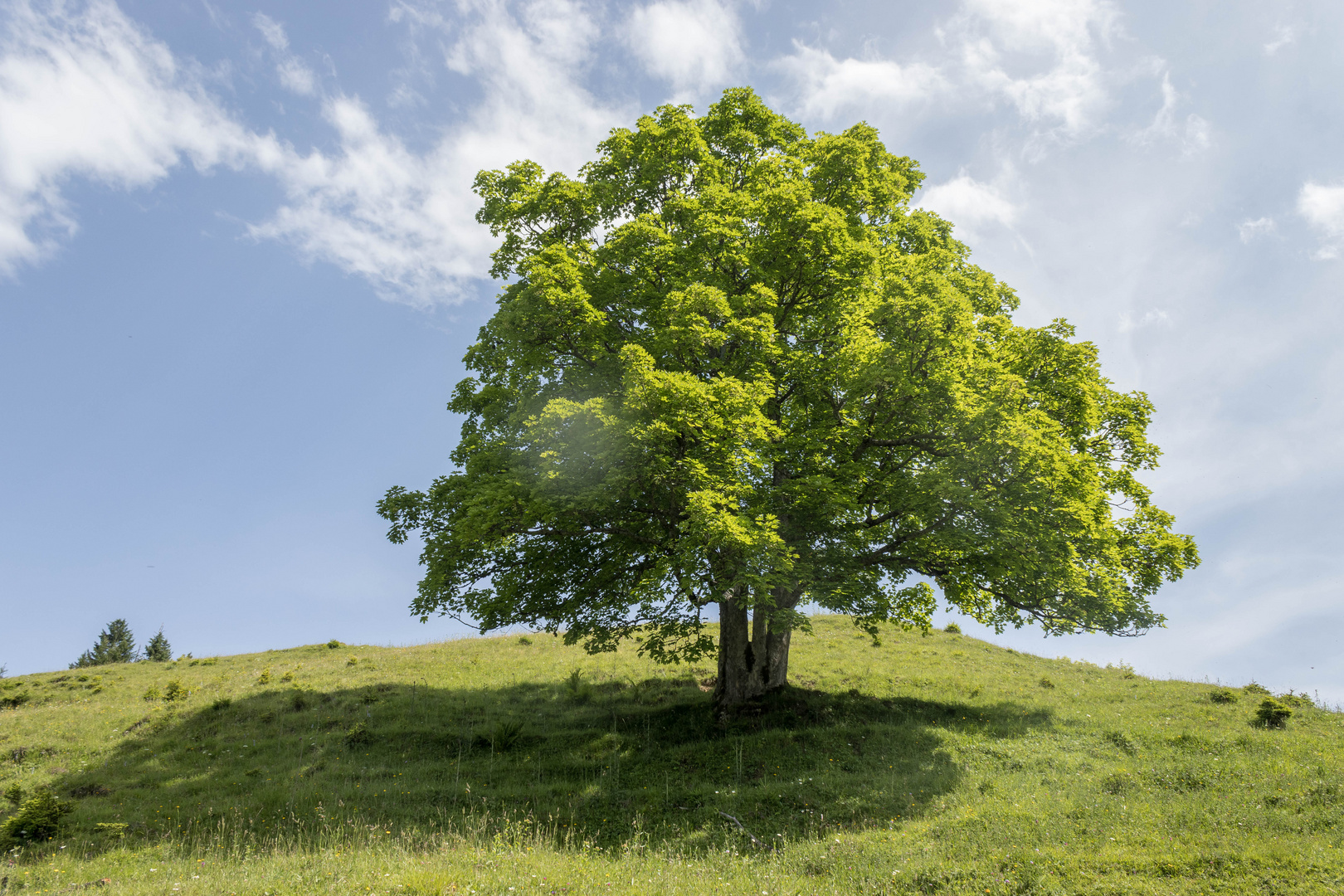 Mein Freund der Baum...