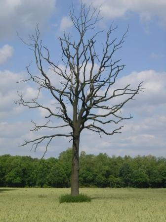 Mein Freund, der Baum !