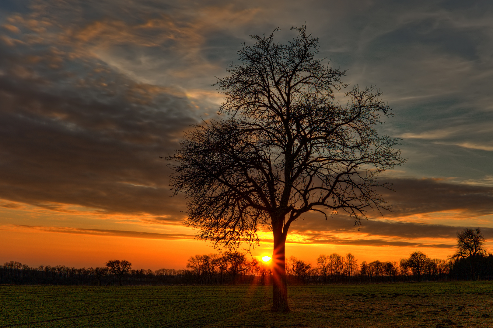 mein Freund der Baum