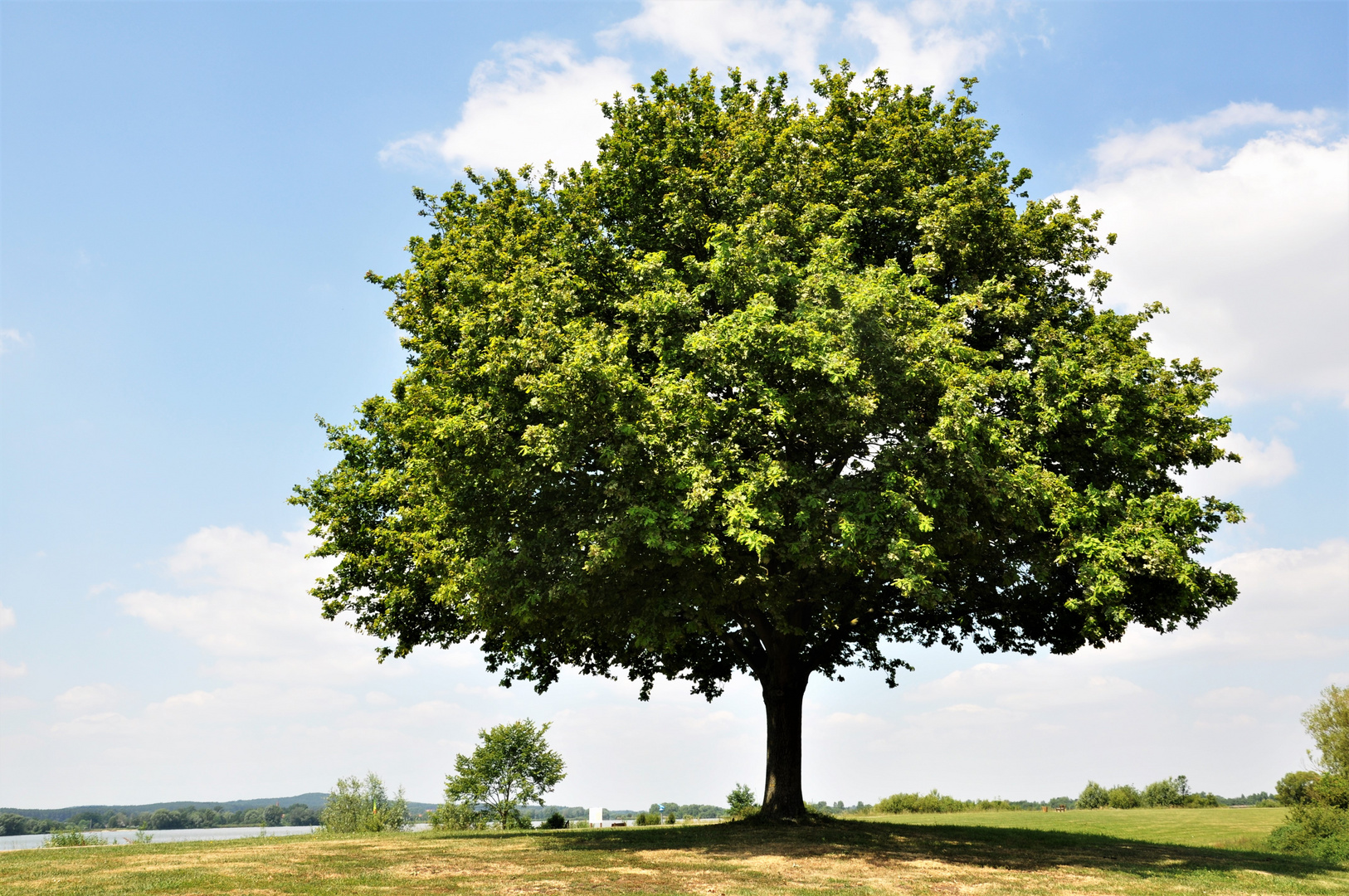                     Mein Freund der Baum ...