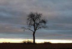 Mein Freund der Baum.....