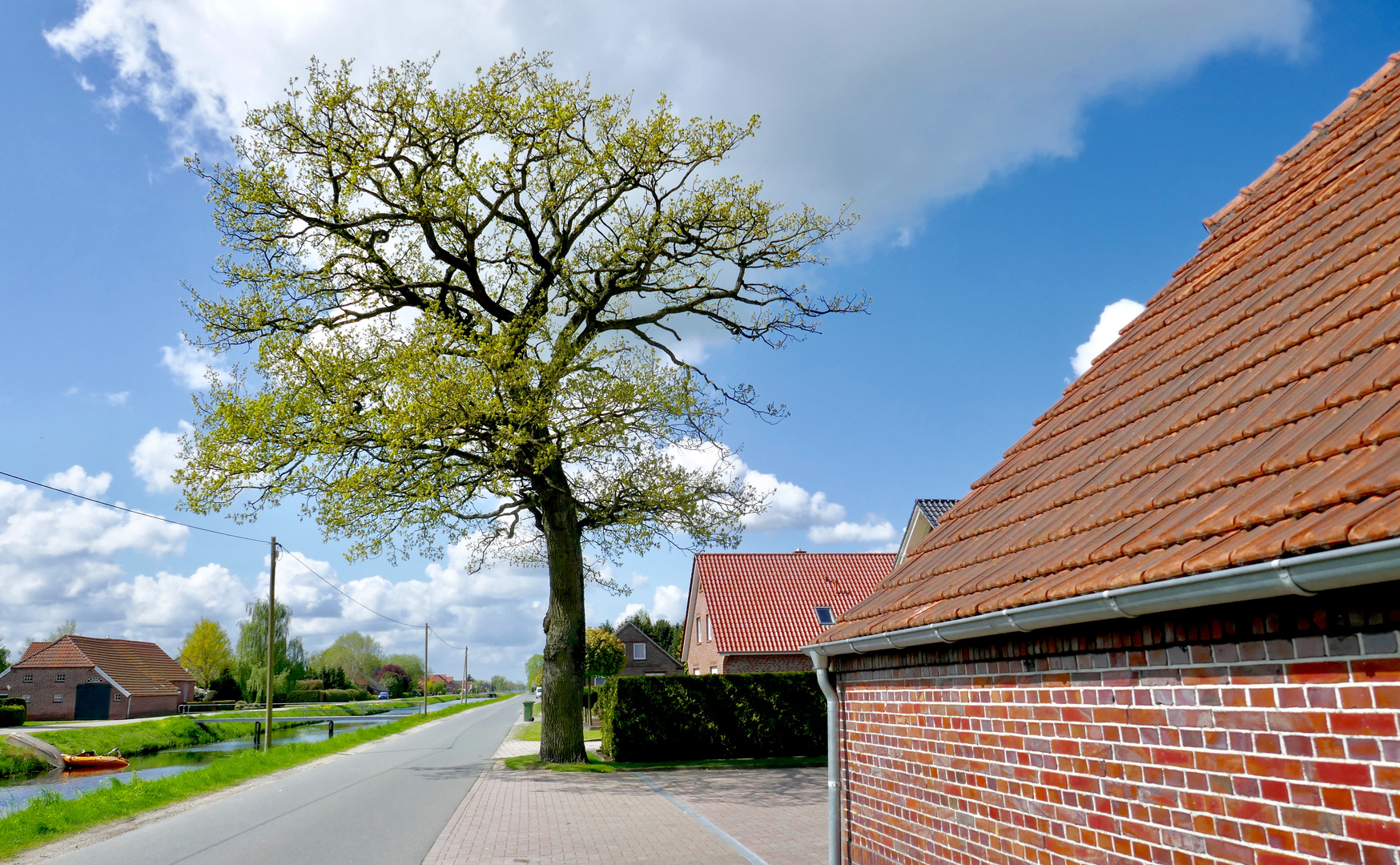 Mein Freund der Baum