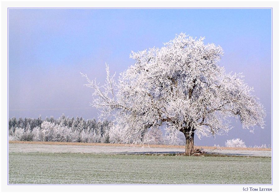 mein Freund der Baum