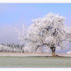 mein Freund der Baum