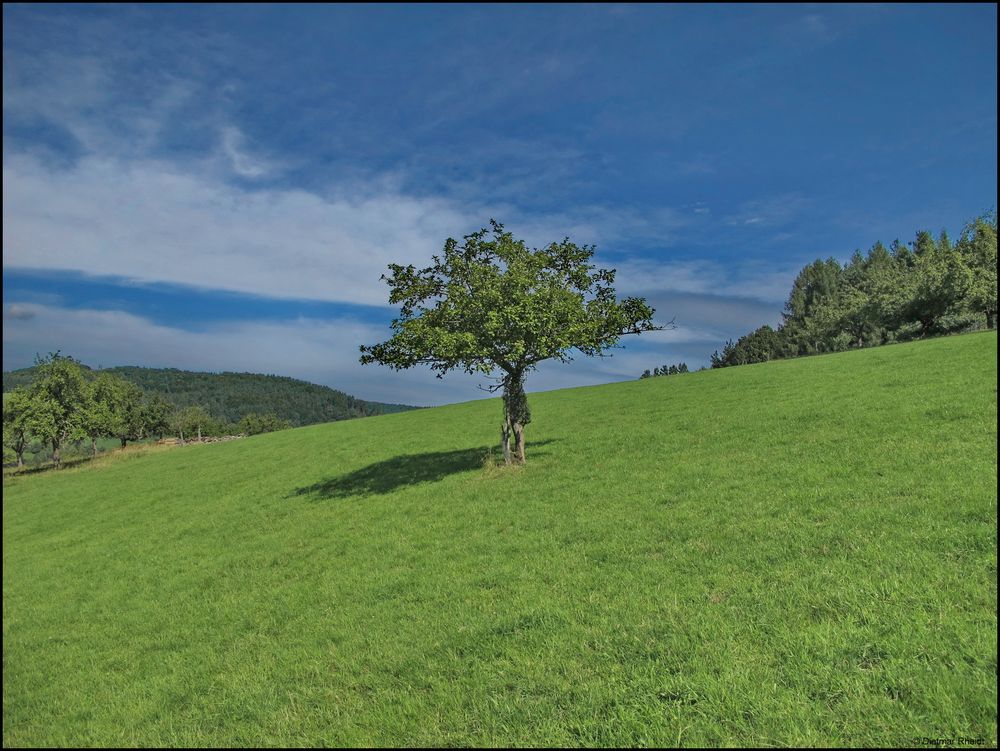 mein Freund der Baum