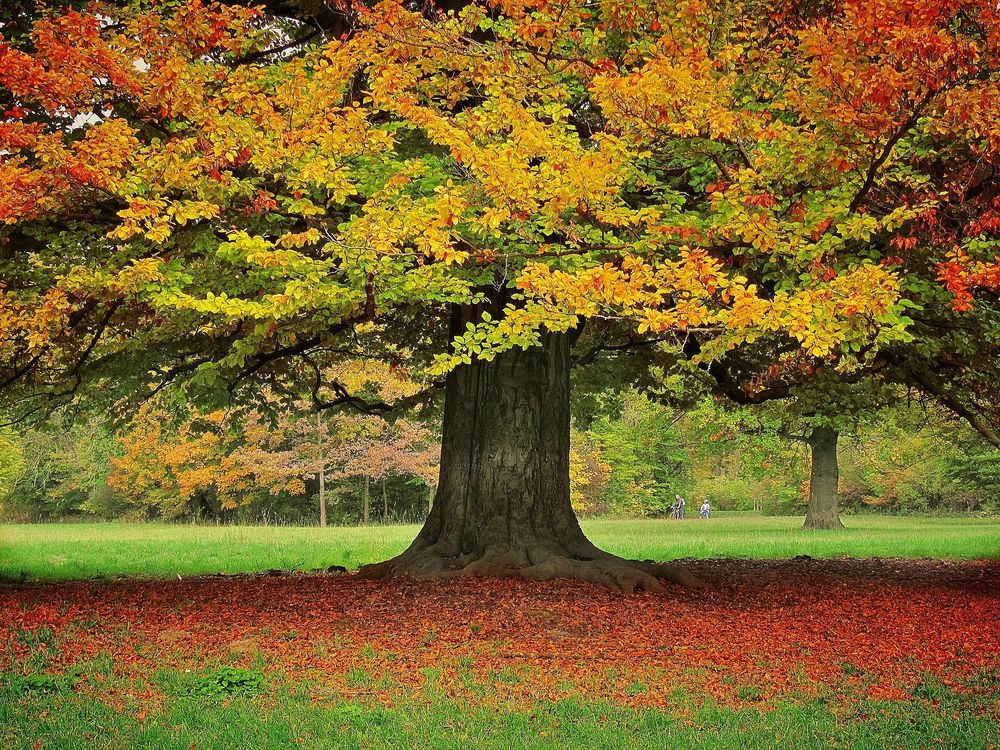 mein Freund der Baum