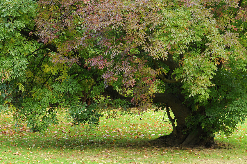 Mein Freund der Baum von Dagmar Gernt 