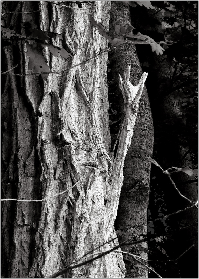 Mein Freund der Baum ...