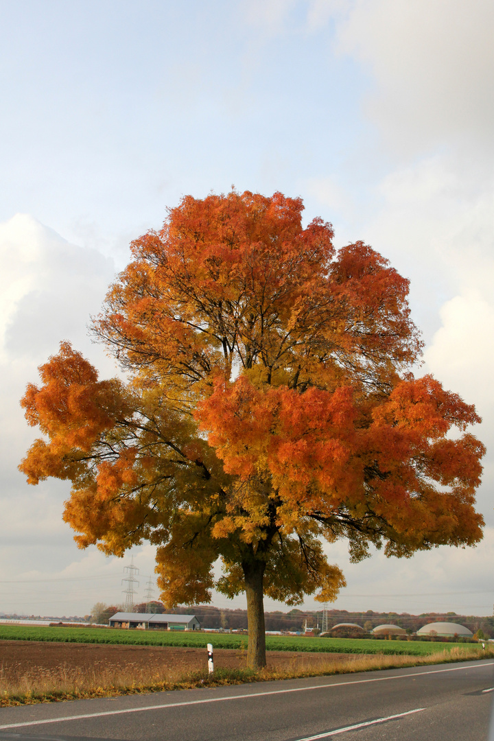 Mein Freund der Baum