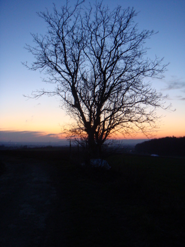 Mein Freund der Baum